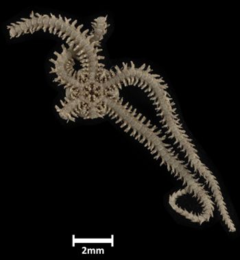 Media type: image;   Invertebrate Zoology OPH-5045 Description: Bottom up view of single ophiuroid specimen with a scale bar.;  Aspect: ventral